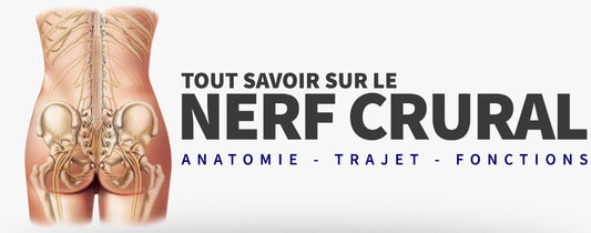 Nerf crural : Trajet et Fonctions